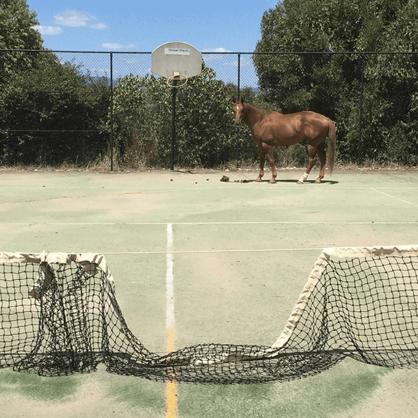 Ein Pferd steht auf einem Tennisplatz, das Tennisnetz ist eingedrückt.