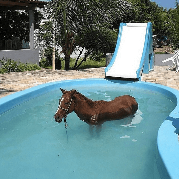 Ein Pferd steht in einem Swimming Pool.